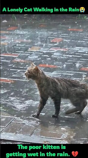A Lonely Cat Walking in the Rain... 🥹 #catvideos