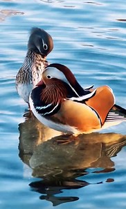 14K views · 1.3K reactions | Mostly seen in east Asia, mandarin ducks are known for their colorful feathers. The male ones often appear with their female counterparts. In China, they are also called "love birds," and are often said to symbolize the enduring love of an affectionate couple. #EcoFuture #FunChina | China Plus Culture | Facebook