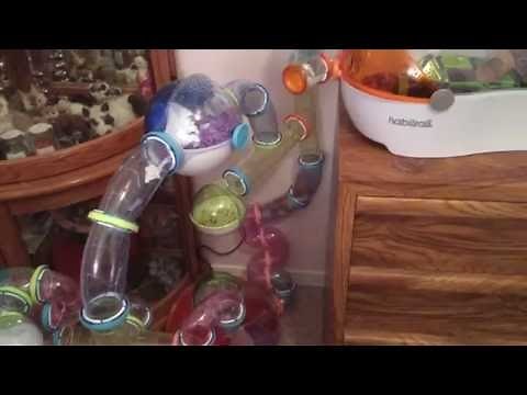 Syrian Hamster activity in my Habitrail Ovo setup October 2016
