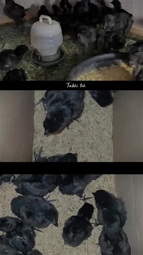 AB FANCY FORM 🐣 OFFICIAL (@abfancyfarmofficial)’s videos with original sound - 𝑾𝒐𝒍𝒇_𝑨𝒆𝒔𝒕𝒉𝒆𝒕𝒊𝒄𝒔