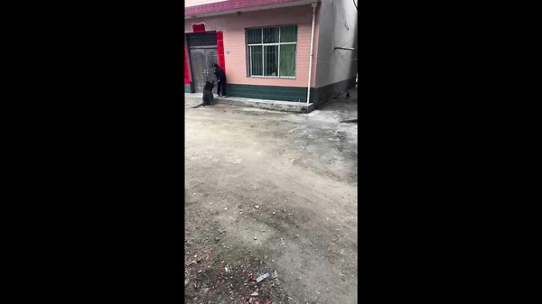 Wild boar attacks Chinese villagers in terrifying encounter