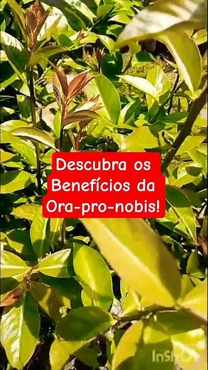 Descubra os Benefícios da Ora-pro-nobis!
