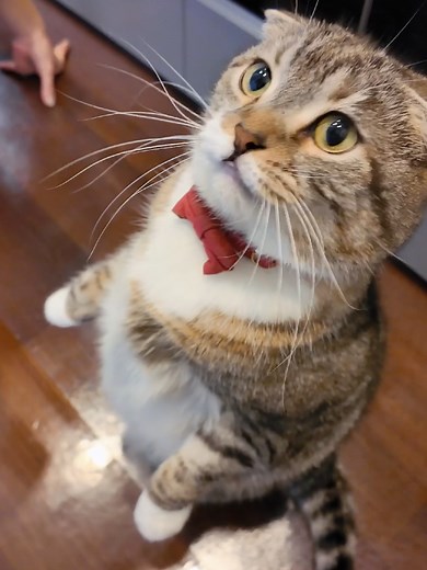 猫語翻訳アプリで立ち上がる猫の面白さ