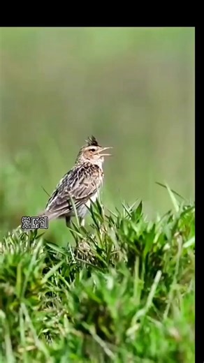 Back in the Wumeng Mountains, listening to the little lark singing its tune. They look so serious, and it's so lovely. #Lark #BirdPhotography | Wild Realm