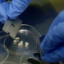 Video: Using Fluorescence Activated Cell Sorting to Examine Cell-Type-Specific Gene Expression in Rat Brain Tissue