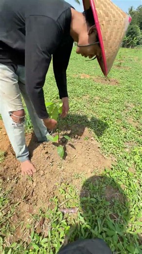Kenapa Harus Sambung Pucuk Kakao? Ini Manfaat Lengkapnya!