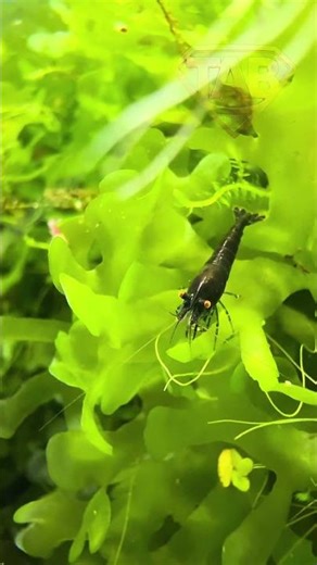 Black Sapphire OE | Selektion im Nano Cube.#Neocaridina #BlackSapphire #OrangeEye #Shrimp