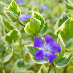 Big Leaf Variegated Periwinkle, Vinca major variegata | High Country Gardens