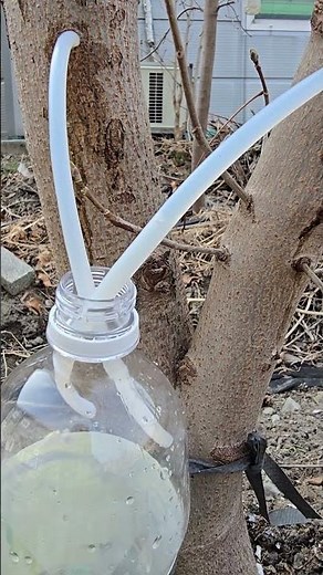 고로쇠 나무 수액 채취 시기 Season for collecting maple sap
