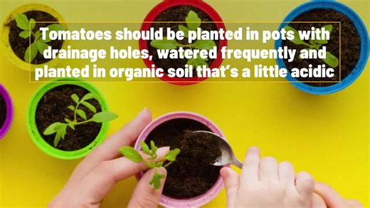 How to successfully grow tomatoes indoors