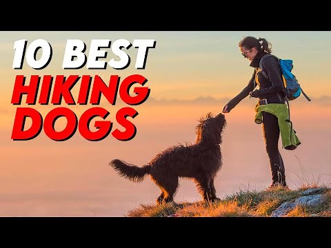 10 Best Dogs for Hiking/Backpacking