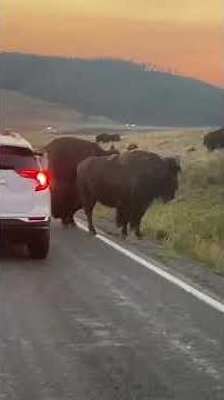 Bison Head-Butts Car in Yellowstone National Park