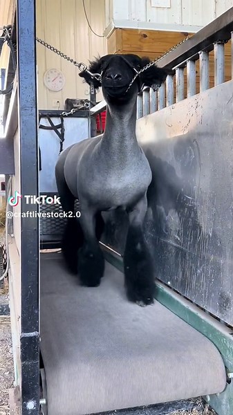 Look How much Dwayne has grown! #glowup #exercise #showlambs #shaggy #fuzzy #natural #treadmill #sheeptreadmil #sheep #lamb #showlambsoftiktok #fypシ