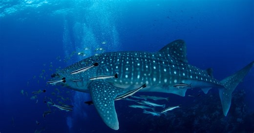 Największa ryba na świecie. Waży 30 ton, łagodna jak baranek