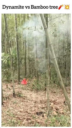 Dynamite vs Bamboo tree 🧨💥