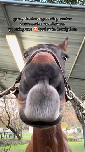 Honest Review of Harrison Howard Grooming Kit