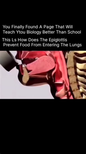Anatomy | Physiology | Body facts on Instagram: "Every time you swallow, your body performs an automatic life-saving action. The epiglottis is a leaf-shaped flap of cartilage located at the base of the tongue, and its main job is to protect your lungs while eating or drinking. Here’s how it works—step by step: When you start swallowing, your larynx (voice box) moves upward. This motion forces the epiglottis to fold downward, sealing off the trachea (windpipe). Food and liquids are safely guided