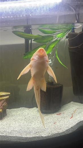 Rescuing a Fish: CPR Techniques for Aquatic Pets