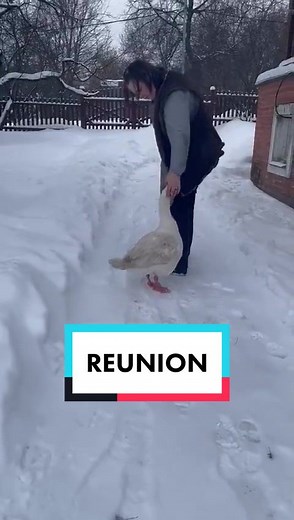 Emotional Reunion: Cry-Worthy Moment Between Goose and Owner