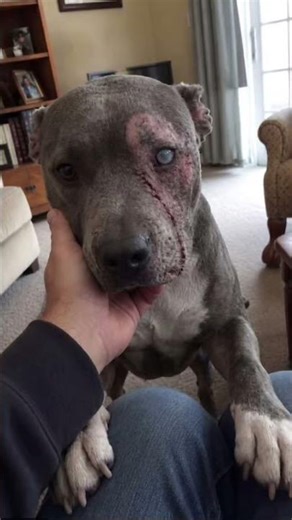 #viral #donate #rescue #usa #uk