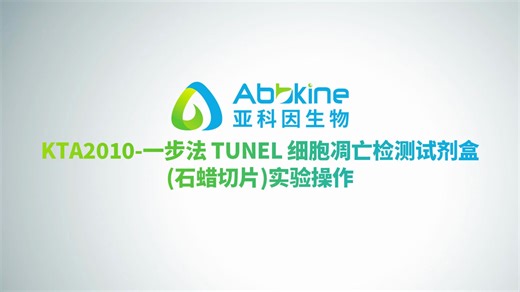 石蜡切片-TUNEL凋亡检测实验操作