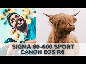 Sigma 60-600mm sport, wildlife photography with the Canon R6 (example photos)