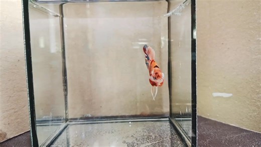 Phet Patiphan on Reels