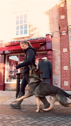 Malinois vs GSD: Which Dog Does Heelwork Better?