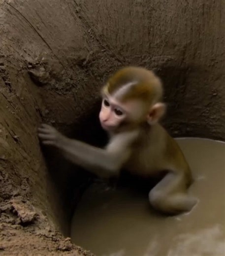 Oh no, the little monkey was playing in the dirt and fell down very far. Poor monkey is all dirty #babymonkey🐒❤️ #monkeybaby #monpaibaby #monkeybabycute #monkeydluffy