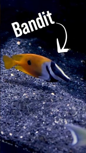 Meet Bandit Our One Spot Foxface Rabbitfish. Part 1