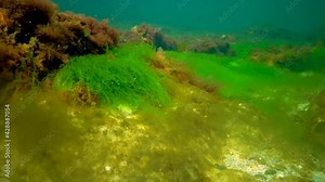Macrophytes, Red and Green algae (Ceramium, Cladophora, Ulva, Enteromorpha) on the seabed. Algae of the Black Sea