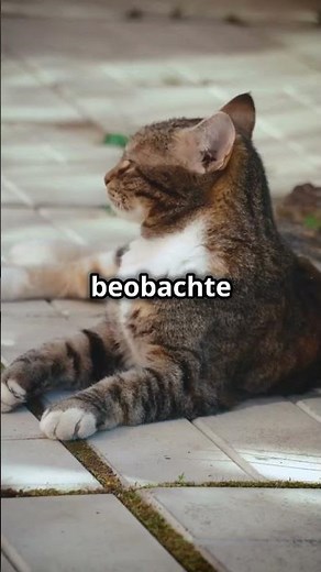 Verstehe deine Katze endlich! Lerne die Grundlagen der Katzensprache!