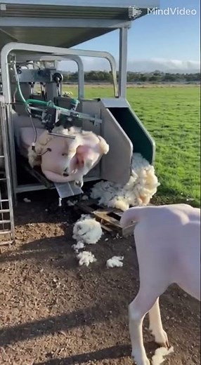 cute Mexica Plush Dancing Cactus Electric Plush Toy 🧸