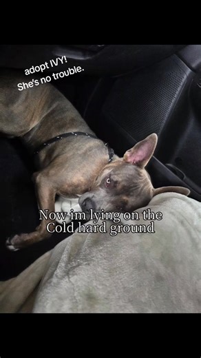 Ivy is a high-energy, fun-loving girl who will absolutely keep you on your toes in the best way. She’s smart, athletic, and eager to learn — and she’s already graduated from a 6-week basic commands class like a total rockstar! She walks great on a prong collar, loves having a job to do, and would thrive with someone who enjoys staying active. One of her favorite things? Swim class! This girl is in her element in the water 🏊‍♀️ Ivy can live with other dogs who can tolerate her rough-and-tumble p