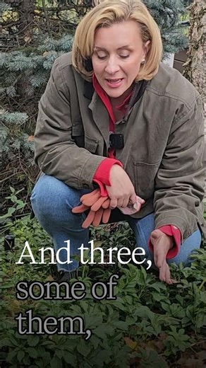 3 Incredible Benefits of Ground Covers for Your Garden