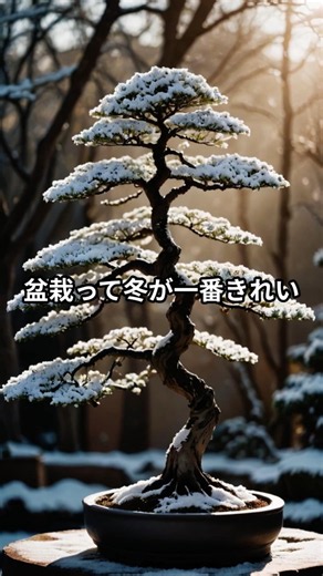 盆栽は冬が一番美しい #japan #bonsai #日本文化