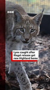 Three lynx that were illegally released in the Highlands earlier this year have moved to a new permanent home. ➡️ bbc.in/3GZjlzF Via BBC Scotland News | BBC Scotland