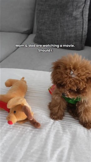 Olive | Cavapoo Pup 🐶 on Instagram: "Movie night is never just movie night with her 😂 #cavapoo_daily #cavapoo #puppie #puppylife🐾 #puppies #cavapoos #funnypup"