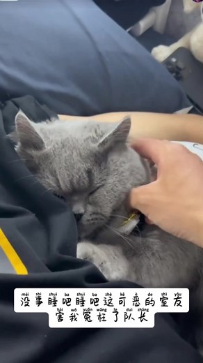 Tôi đã thấy bạn cũng phải thấy! p/s: Quàng thượng núng nính ghê~ #joke #cat #kýtúcxátrungquốc #shipcp #kýtúcxánam #mèo #hủ