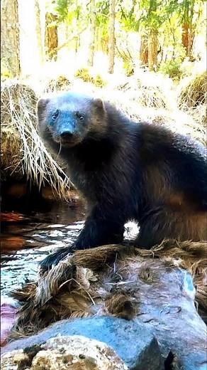 Wolverine Ripping up Moose! #wolverine #trailcam #animals #nature