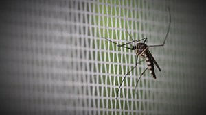 Plagued by mosquito bites? New research suggests why, with public health implications