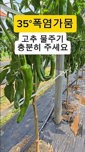 Pepper🌶 Water management and top dressing are really important in this heat wave weather #pepper ...
