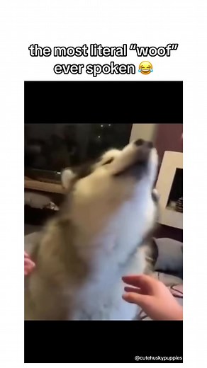 The Most Literal Woof Ever Spoken 😂