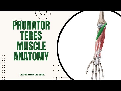 Pronator Teres Muscle Anatomy | Origin, Insertion, Nerve Supply And Action