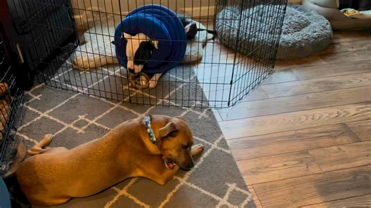 1.6K views · 113 reactions | Monty boy surgery update. ❤️‍啕 Our boy...