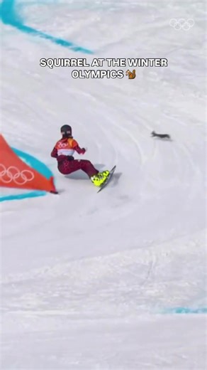 #olympics#squirrel#spring#team#sport | squirrel