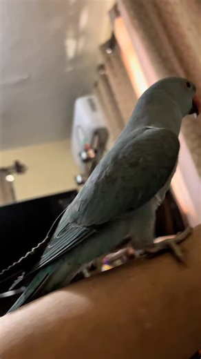 11 reactions · 4 comments | Blue very young learning to say more words. #talkingparrot #parrotvideo #ringneck | Blue the Parrot | Facebook