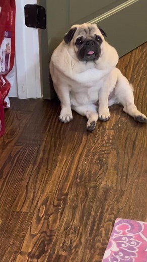 World's Fattest Pug - Chubby Pug Eating Moments