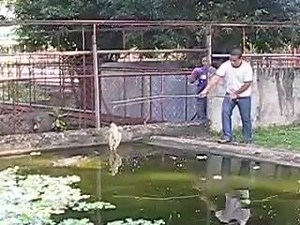 1.7M views · 3.8K shares | Watch the worlds biggest crocodile!! OMG  | Ye Bik Gayi Hai Gormint | Facebook