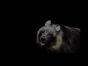 Brown hyena sound